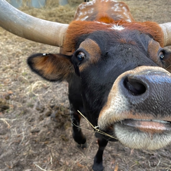 Meet your Posher, Victoria - Picture 11 of 16